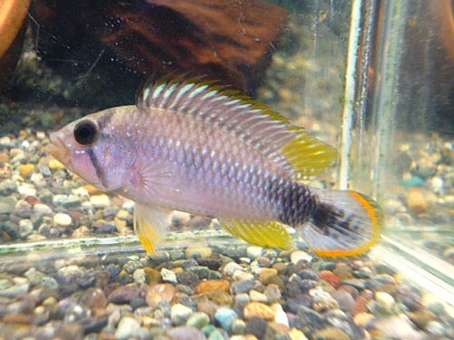 アピスト　パンドリニＴＡＨＵＡＹＯ　ペア　２０２６年４月２日入荷