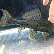 アーマードプレコ①　２０２６年３月２５日入荷