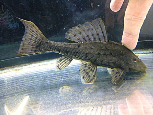 アーマードプレコ①　２０２６年３月２５日入荷