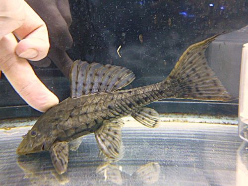 アーマードプレコ