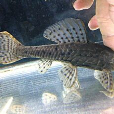 アーマードプレコ②　２０２６年３月２５日入荷