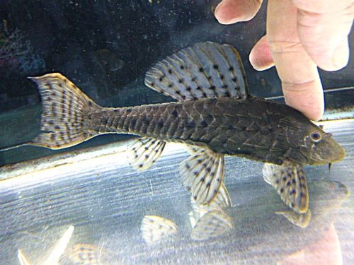 アーマードプレコ②　２０２６年３月２５日入荷