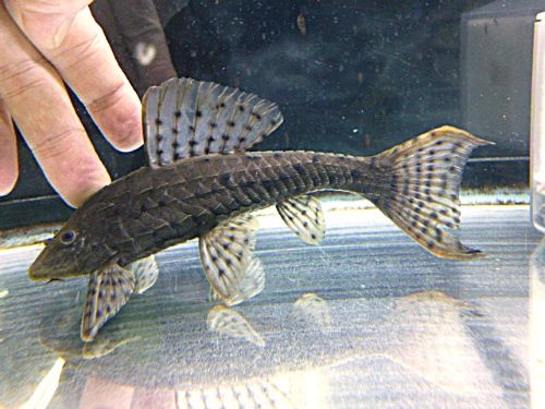 アーマードプレコ