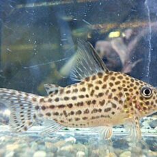 コリドラス　セミロングノーズアラグアイエンシス②２０２６年３月１２日入荷