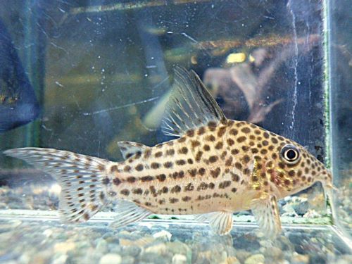 コリドラス　セミロングノーズアラグアイエンシス②２０２６年３月１２日入荷