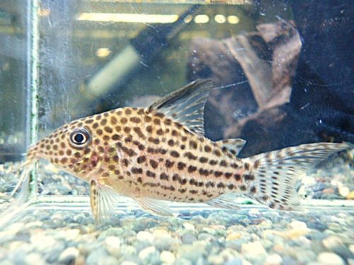 コリドラス　セミロングノーズアラグアイエンシス