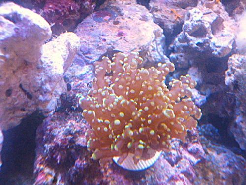 タコアシサンゴ