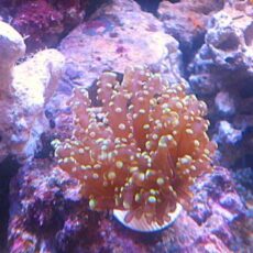 タコアシサンゴ　ホログラムオレンジ　２０２６年４月５日撮影