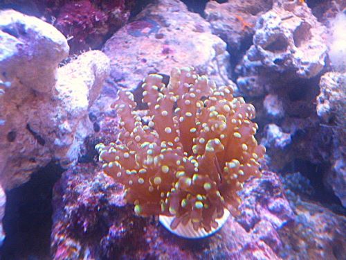 タコアシサンゴ　ホログラムオレンジ　２０２６年４月５日撮影
