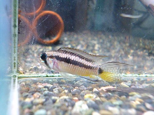 アピストＣＦ．ブレビス