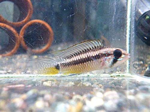 アピストＣＦ．ブレビス