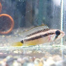 アピストＣＦ．ブレビス　リオネグロ　ペア２０２６年３月３０日入荷