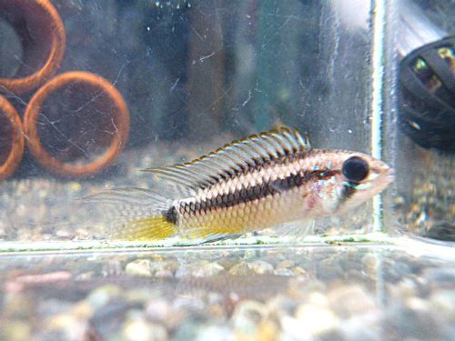 アピストＣＦ．ブレビス　リオネグロ　ペア２０２６年３月３０日入荷