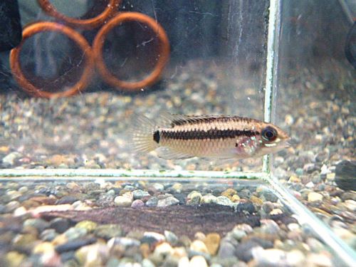 アピストＣＦ．ブレビス