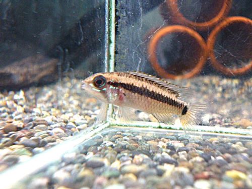 アピストＣＦ．ブレビス