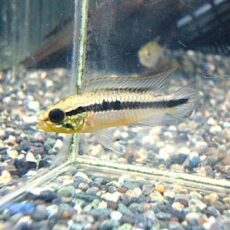 アピスト　アガシジ　ナナイ　ペア　２０２６年３月２５日入荷