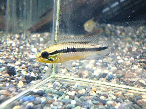 アピスト　アガシジ　ナナイ　ペア　２０２６年３月２５日入荷