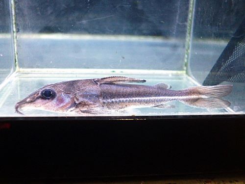 ロングノーズオプソドラス