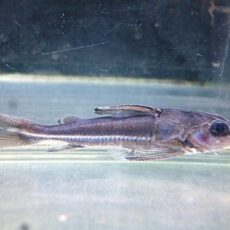 ロングノーズオプソドラス　２０２６年３月１２日入荷