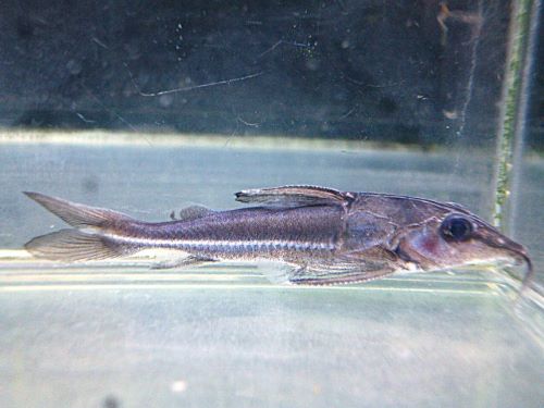 ロングノーズオプソドラス　２０２６年３月１２日入荷