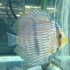 ＷＩＬＤヘッケルディスカス　腹ビレ難有り　２０２６年３月１５日入荷