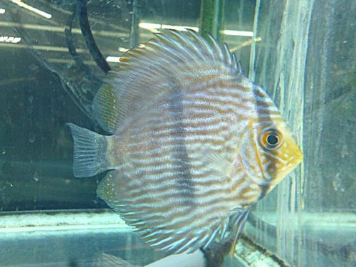 ＷＩＬＤヘッケルディスカス　腹ビレ難有り　２０２６年３月１５日入荷