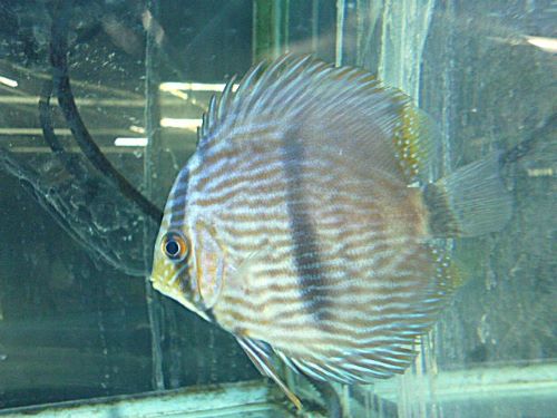 ヘッケル・ディスカス