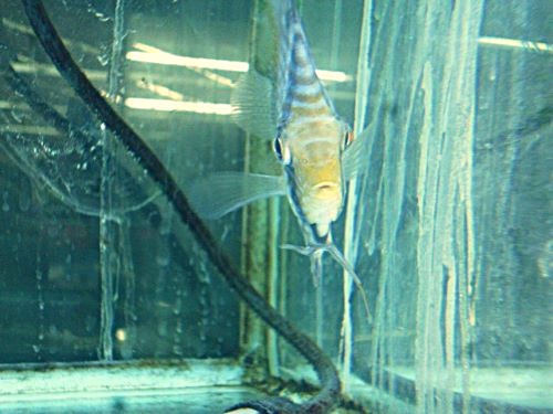 ヘッケル・ディスカス