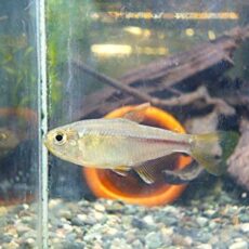 ピンクレモンテトラ　２０２６年４月４日入荷