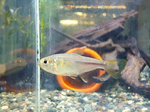 ピンクレモンテトラ　２０２６年４月４日入荷