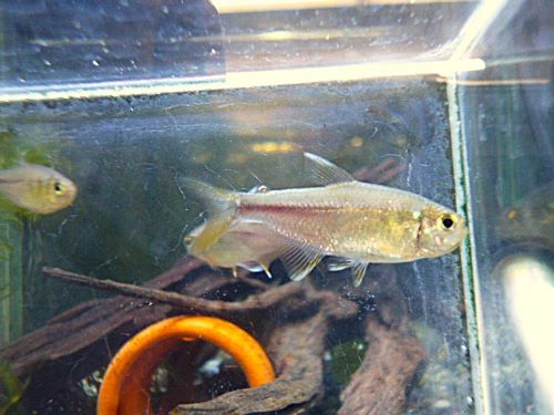 ピンクレモンテトラ