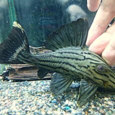 グリーンロイヤルプレコ①　２０２６年２月２６日入荷