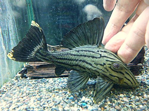 グリーンロイヤルプレコ①　２０２６年２月２６日入荷