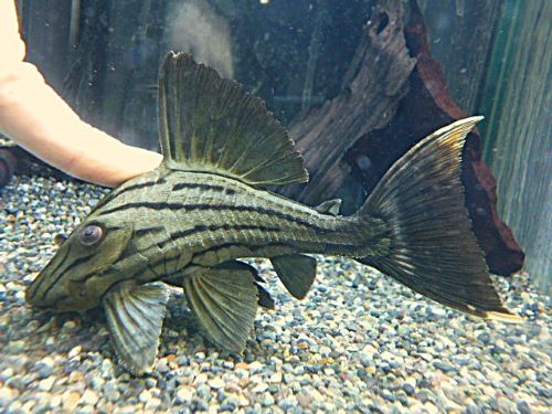 グリーンロイヤルプレコ