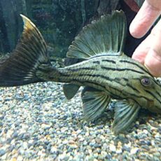 グリーンロイヤルプレコ②　２０２６年２月２６日入荷