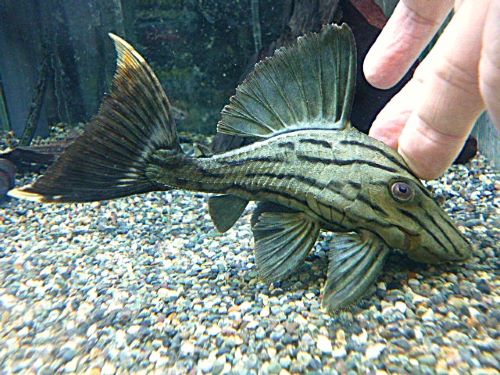 グリーンロイヤルプレコ②　２０２６年２月２６日入荷