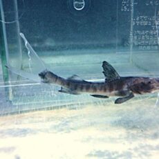 バンデッドピラムターバ　２０２６年４月５日入荷