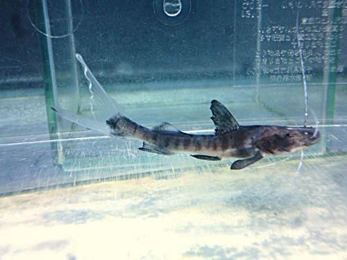 バンデッドピラムターバ　２０２６年４月５日入荷