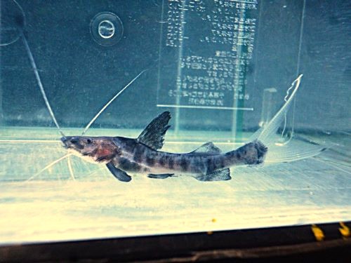 バンデッドピラムターバ