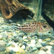 コリドラス　ロビネアエ　２０２６年３月２３日入荷