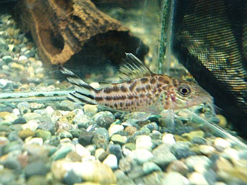 コリドラス　ロビネアエ　２０２６年３月２３日入荷