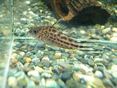 コリドラス　ロビネアエ