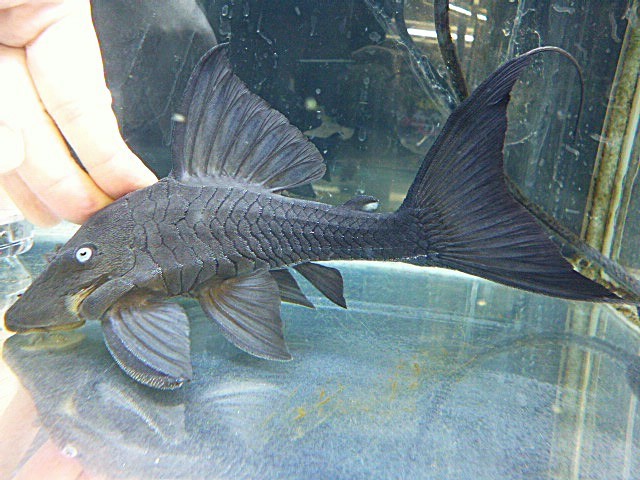 ブルーアイプレコ