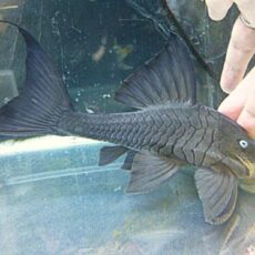 ブルーアイプレコ②　２０２６年３月３日入荷