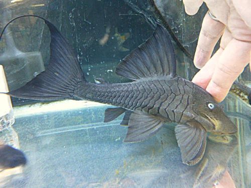 ブルーアイプレコ②　２０２６年３月３日入荷