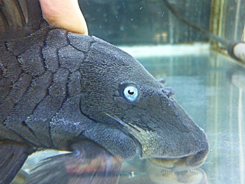 ブルーアイプレコ