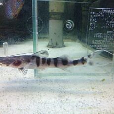 ゼブラキャット⑤　　２０２６年３月２６日入荷