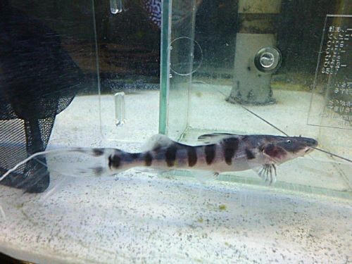 ゼブラキャット