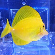 キイロハギ　ハワイ産　２０２６年３月１５日入荷