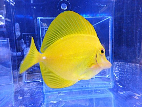 キイロハギ　ハワイ産　２０２６年３月１５日入荷